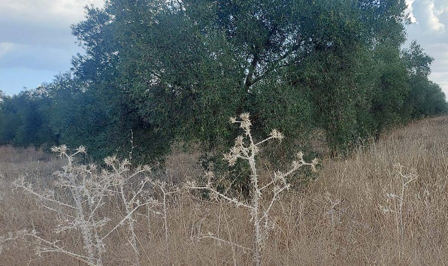Esta imagen de abandono de explotaciones será cada vez más frecuente