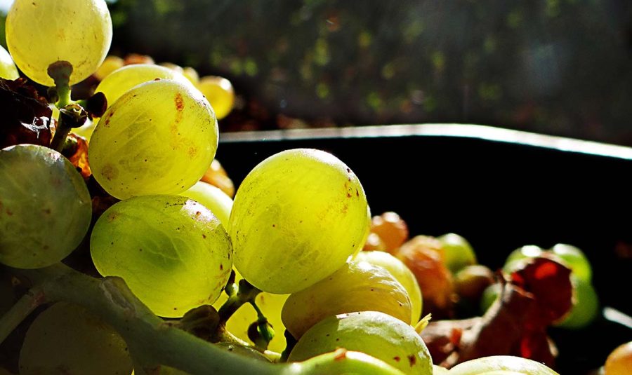 Fuente: Junta de Extremadura